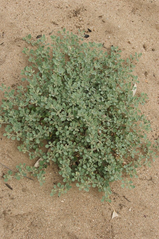 Molluginaceae Glinus lotoides