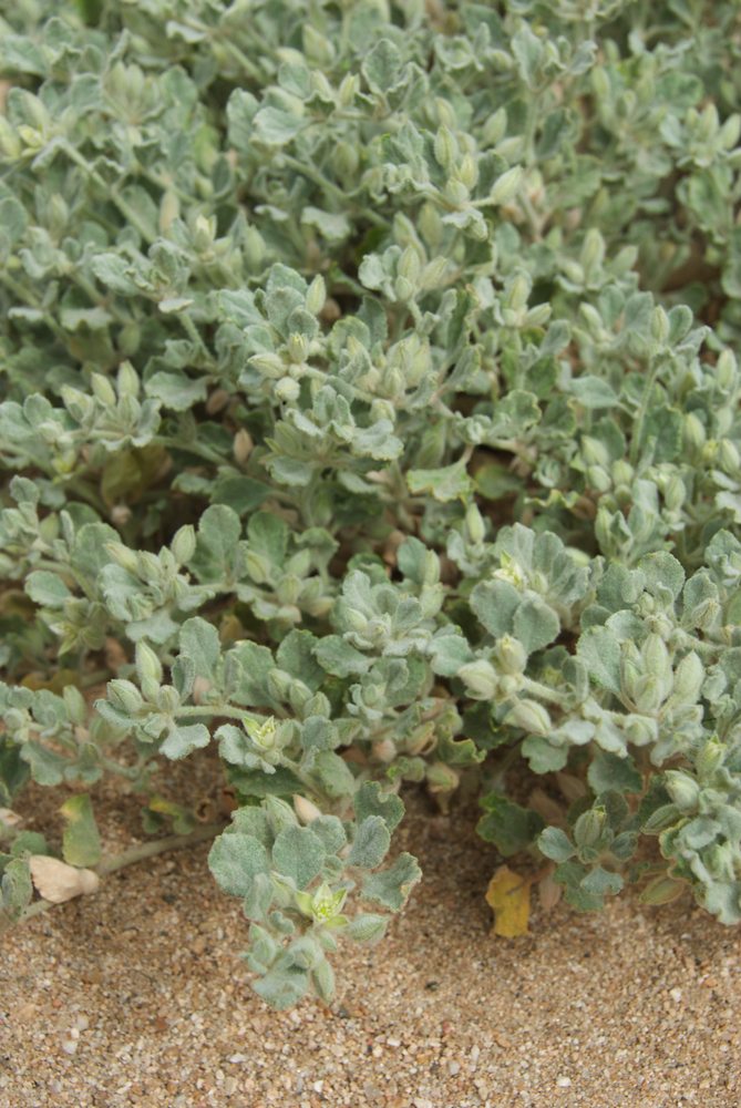 Molluginaceae Glinus lotoides