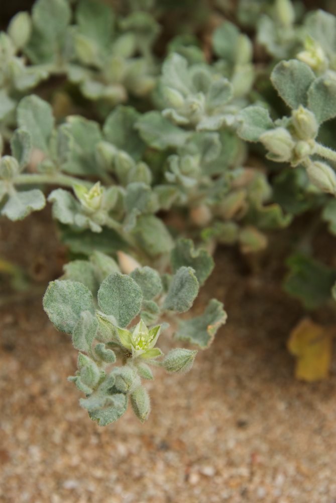Molluginaceae Glinus lotoides