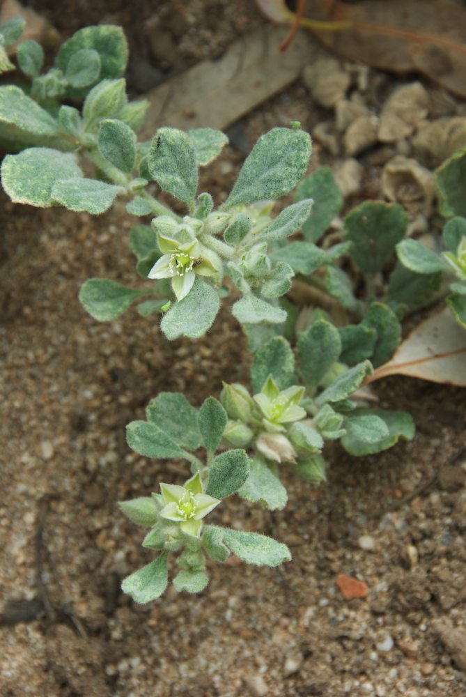Molluginaceae Glinus lotoides