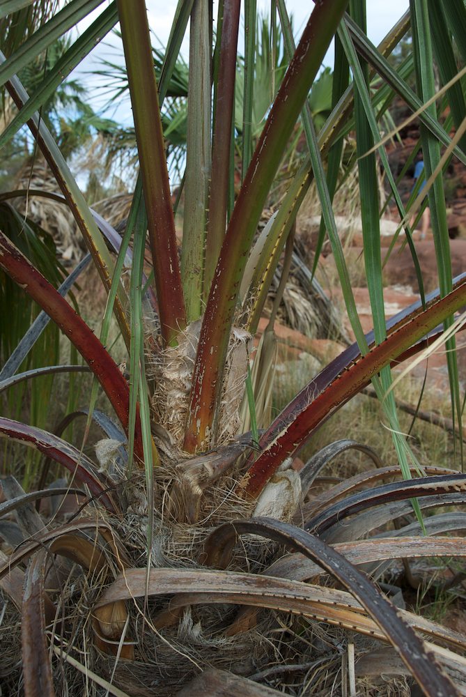 Arecaceae Livistona mariae