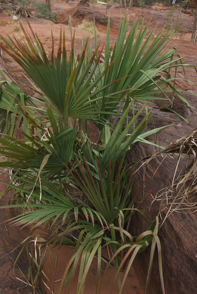 Arecaceae Livistona mariae