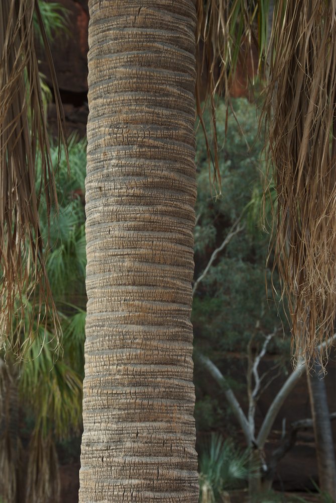 Arecaceae Livistona mariae