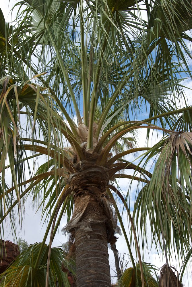 Arecaceae Livistona mariae