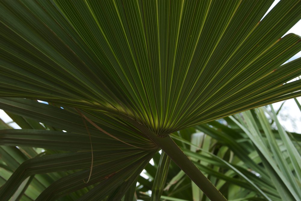 Arecaceae Livistona mariae