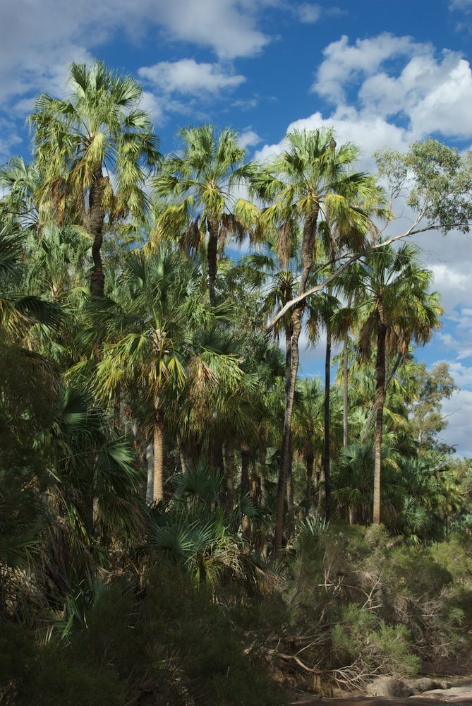 Arecaceae Livistona mariae