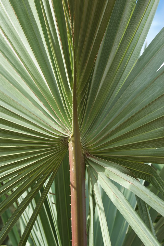 Arecaceae Livistona mariae