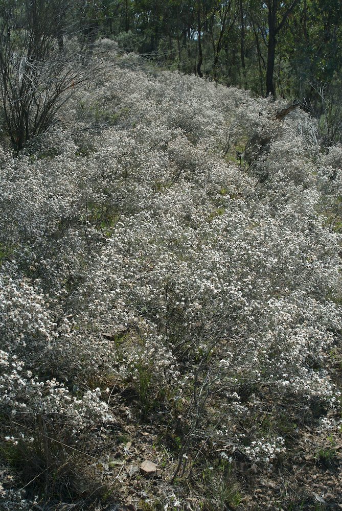 Rhamnaceae Cryptandra propinqua
