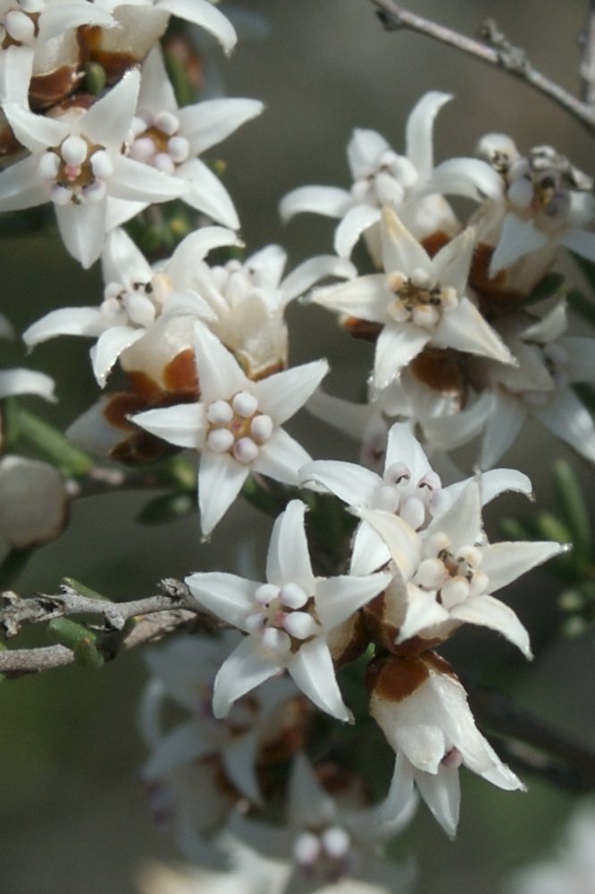 Rhamnaceae Cryptandra propinqua