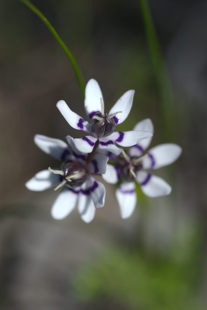 Colchicaceae Wurmbea dioica