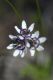 image of Wurmbea dioica