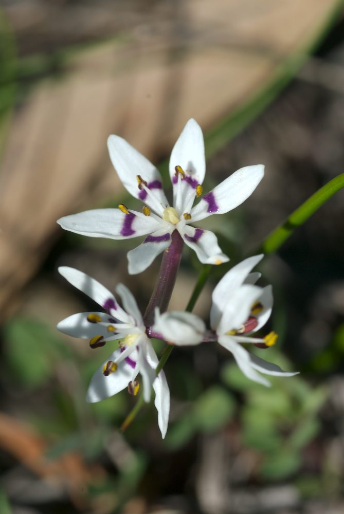 Colchicaceae Wurmbea dioica