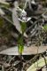 image of Wurmbea dioica