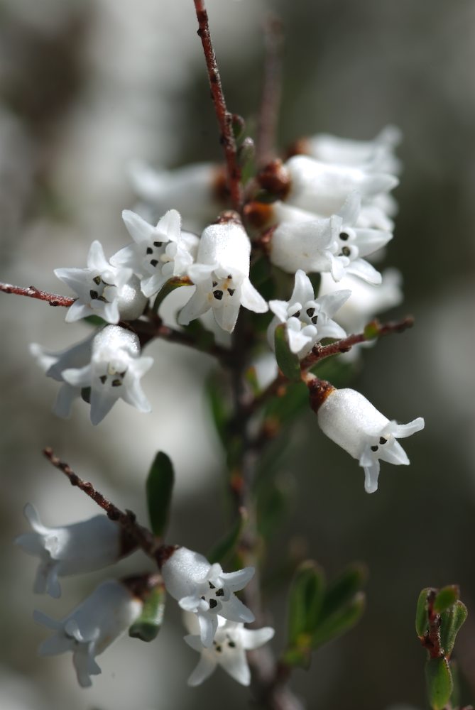 Rhamnaceae Cryptandra amara