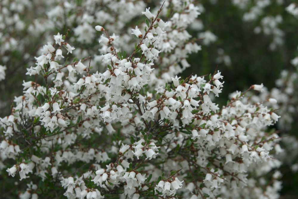 Rhamnaceae Cryptandra amara