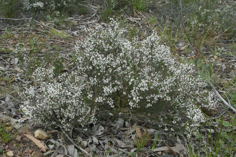 Rhamnaceae Cryptandra amara