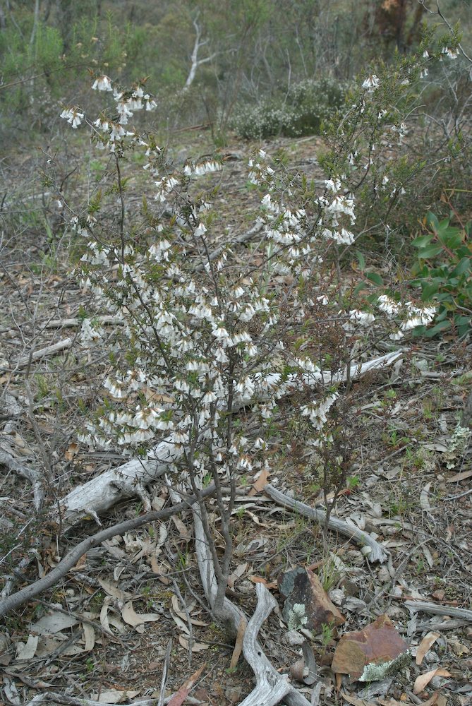 Ericaceae Leucopogon fletcheri