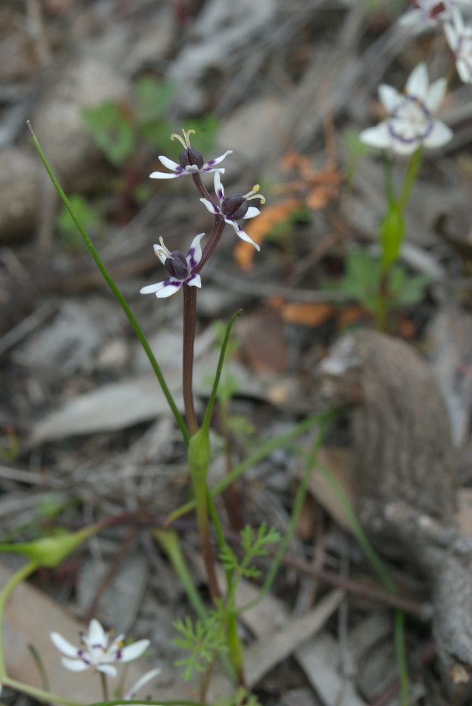 Colchicaceae Wurmbea dioica