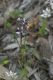 image of Wurmbea dioica