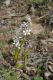 image of Wurmbea dioica