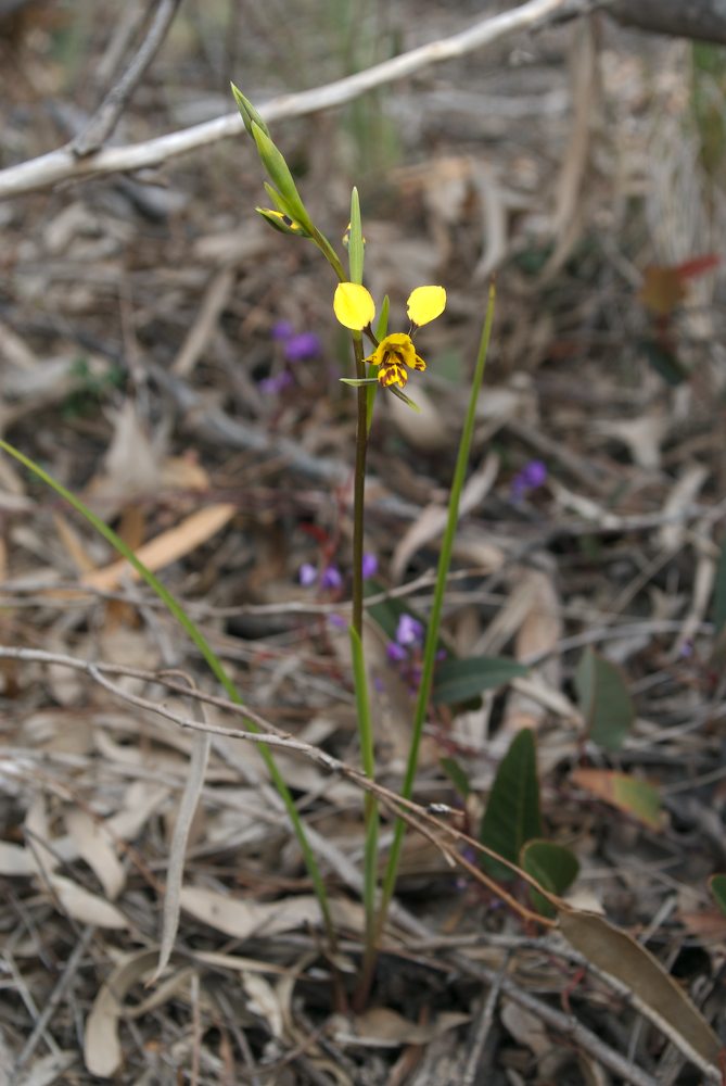 Orchidaceae Diuris sulphurea