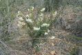 image of Pimelea linifolia