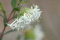 image of Pimelea linifolia