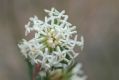 image of Pimelea linifolia
