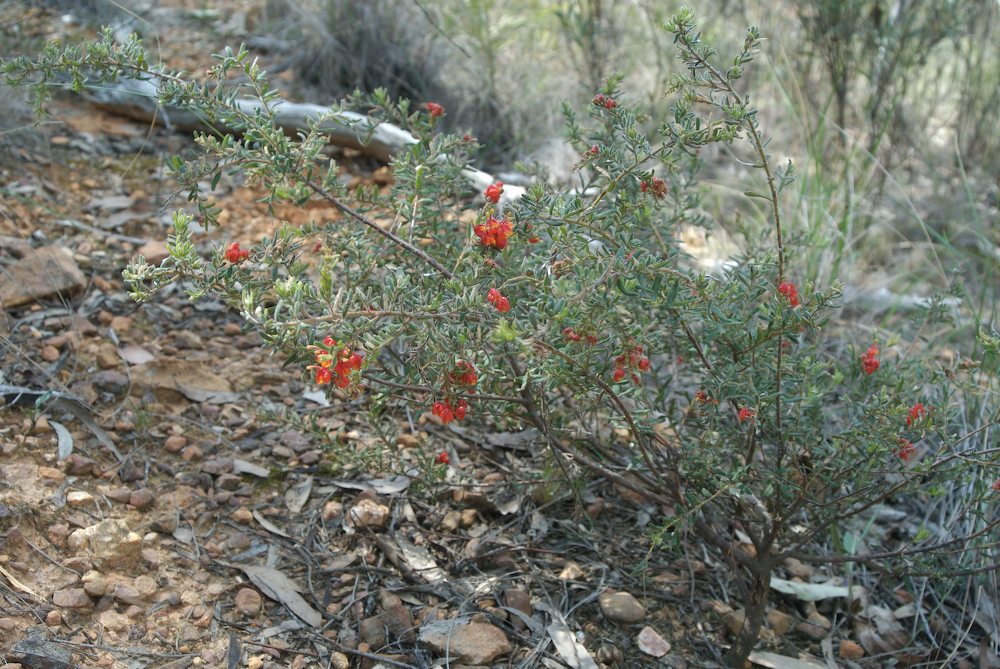 Proteaceae Grevillea alpina