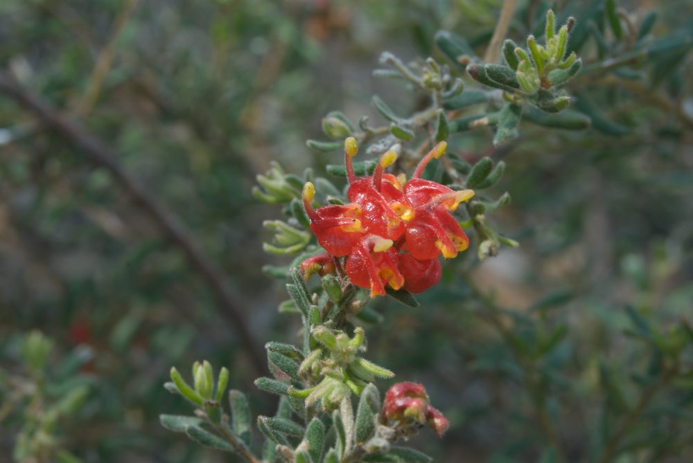 Proteaceae Grevillea alpina