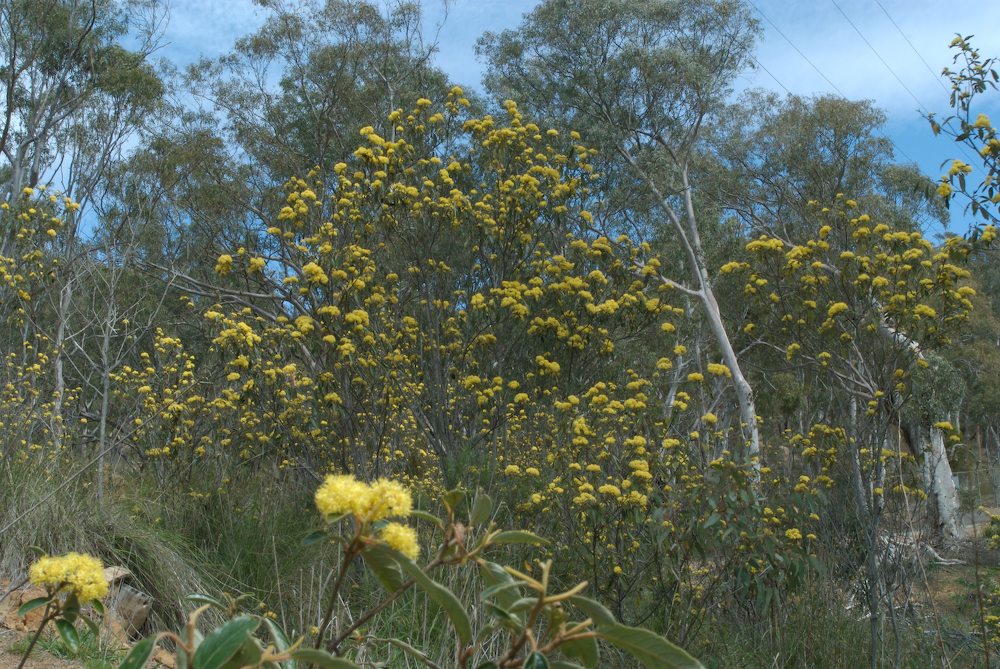 Rhamnaceae Pomaderris intermedia