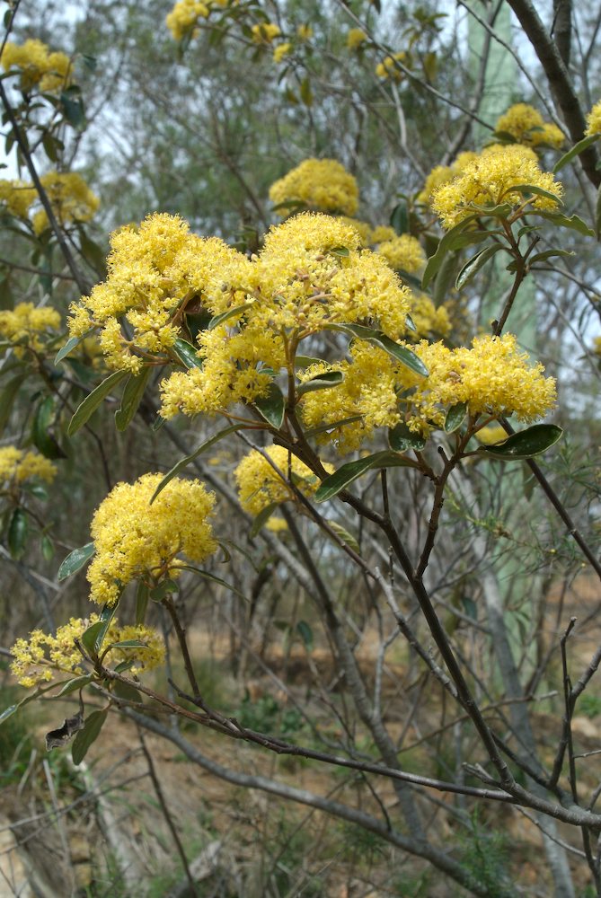 Rhamnaceae Pomaderris intermedia