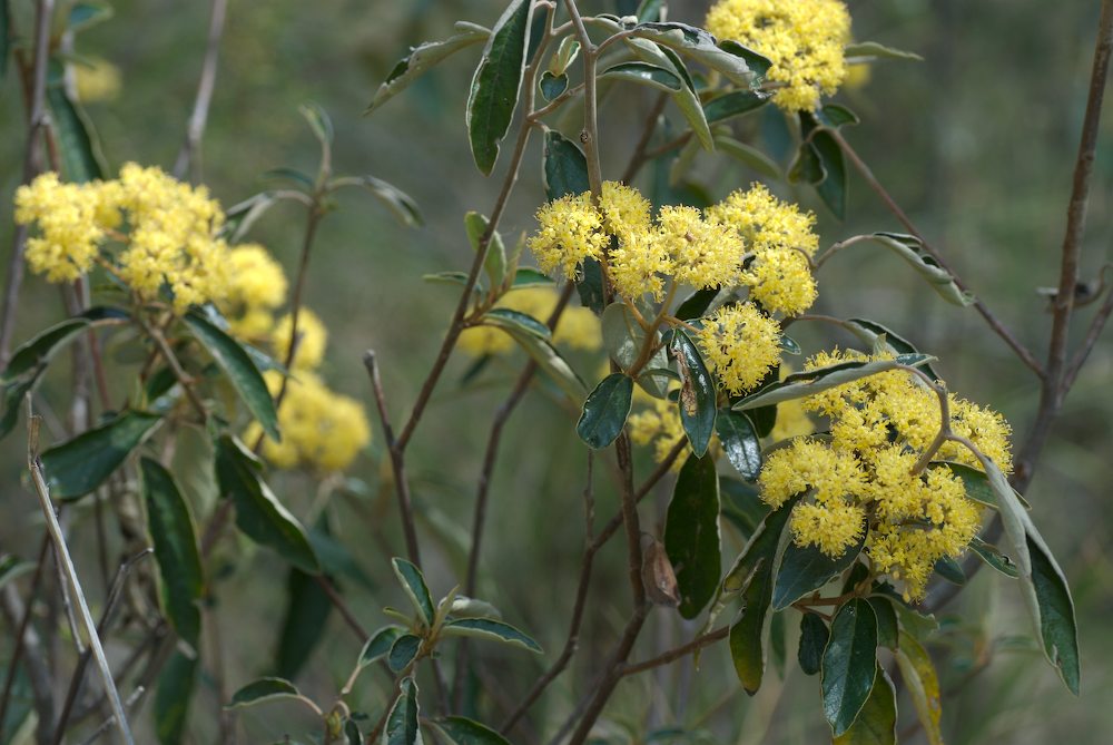 Rhamnaceae Pomaderris intermedia