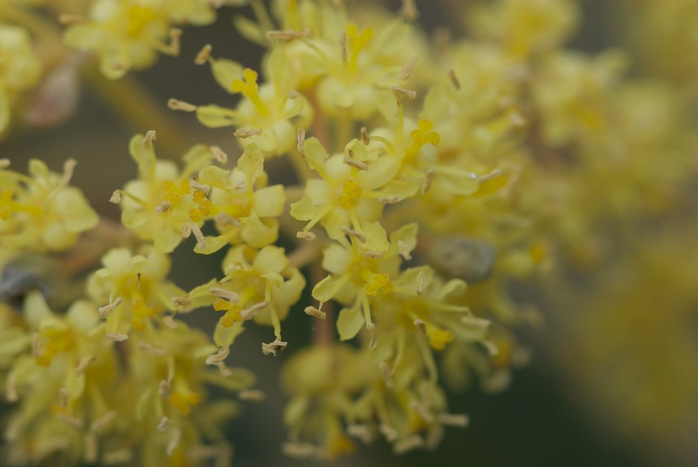 Rhamnaceae Pomaderris intermedia