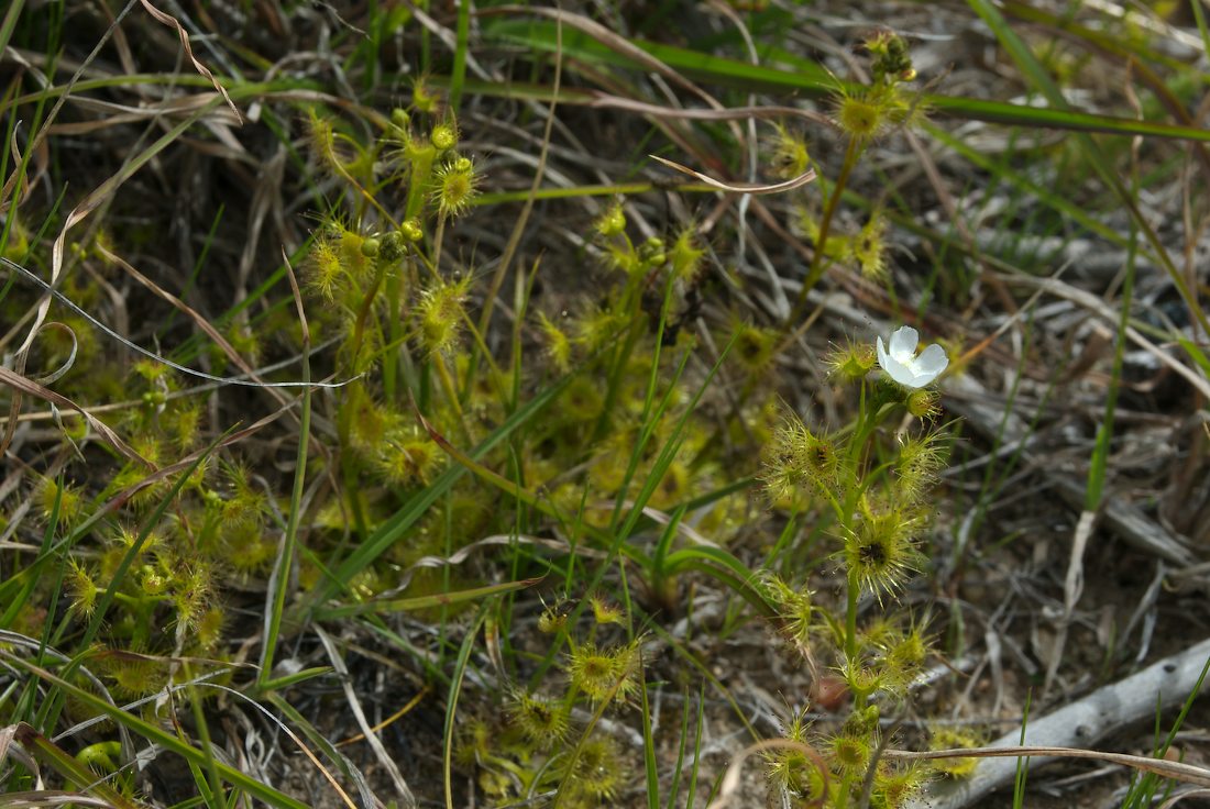 Droseraceae Drosera peltata
