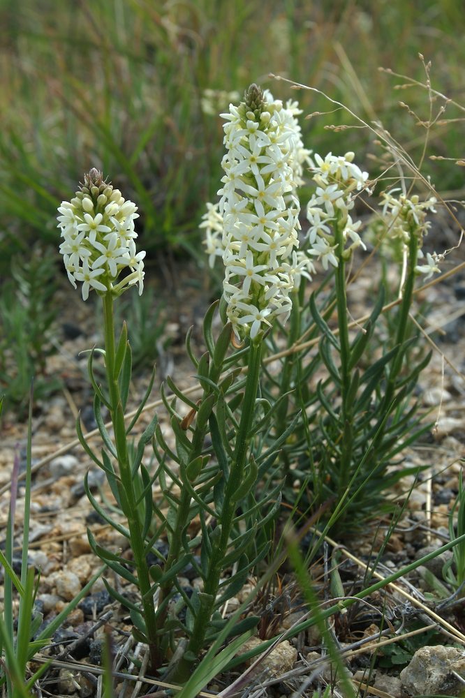 Celastraceae Stackhousia monogyna