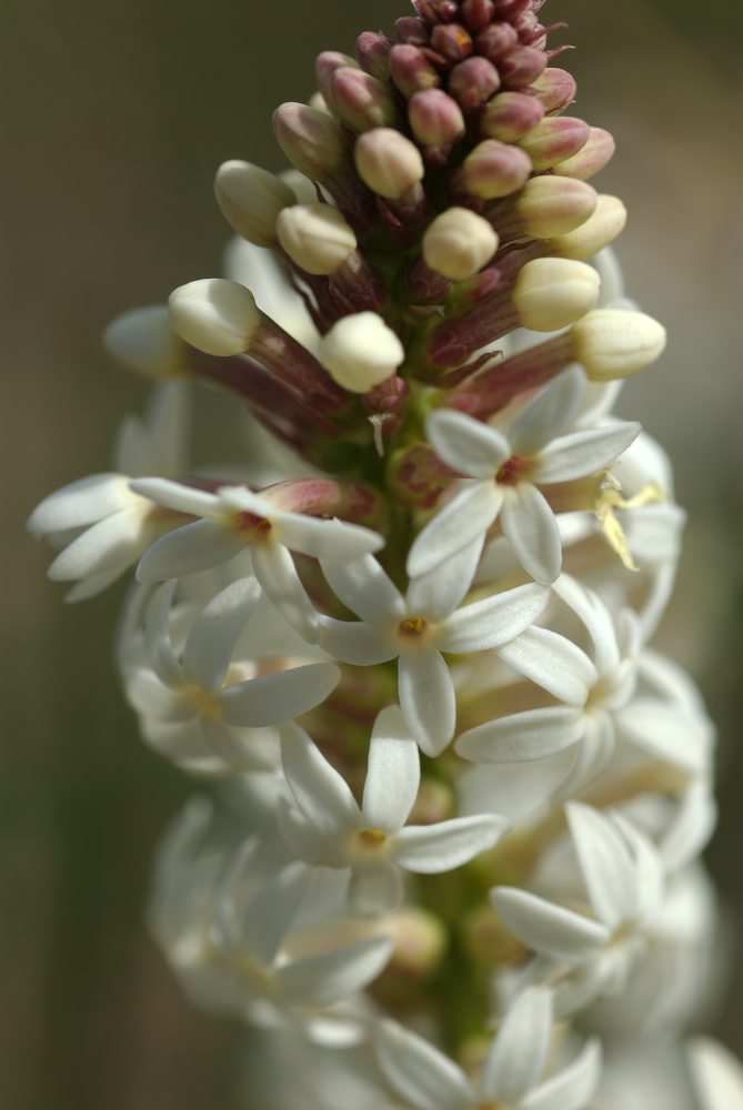 Celastraceae Stackhousia monogyna
