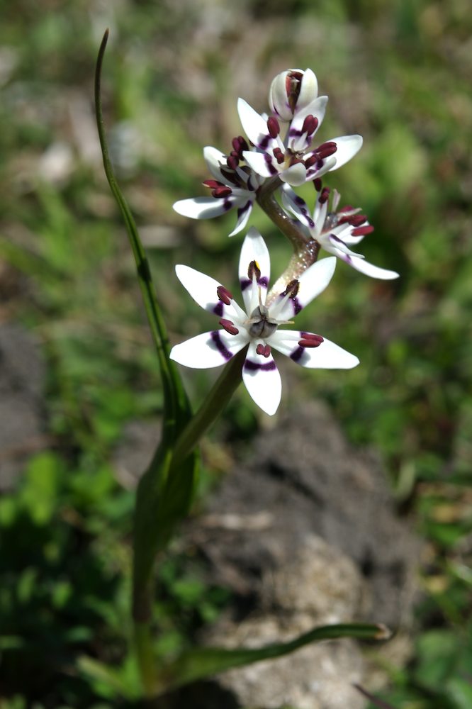 Colchicaceae Wurmbea dioica