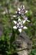 image of Wurmbea dioica
