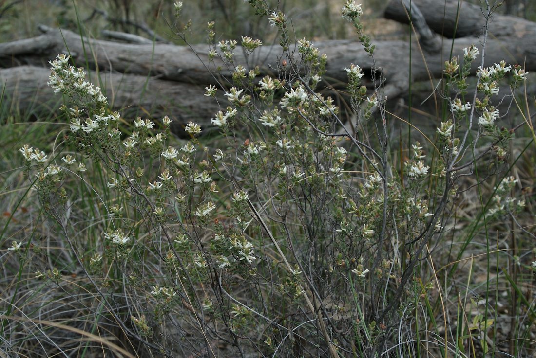 Ericaceae Brachyloma daphnoides