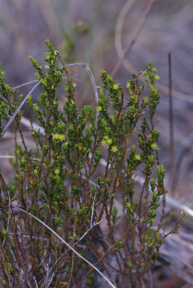 Phyllanthaceae Phyllanthus hirtellus
