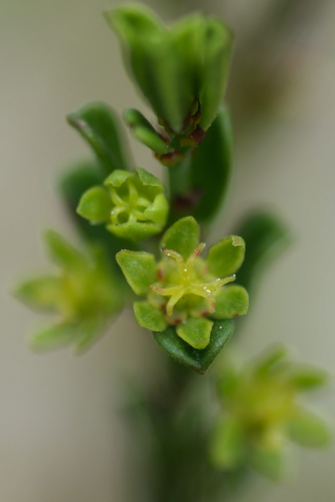 Phyllanthaceae Phyllanthus hirtellus