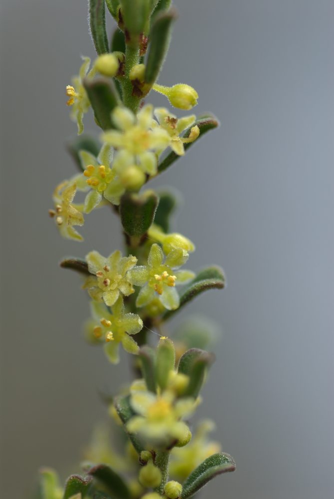 Phyllanthaceae Phyllanthus hirtellus