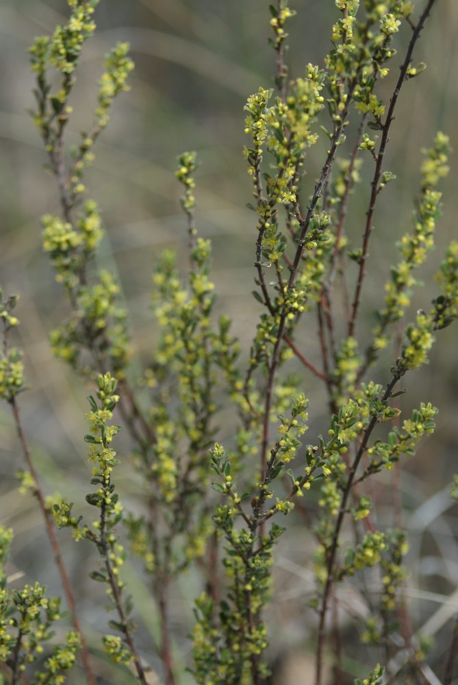 Phyllanthaceae Phyllanthus hirtellus