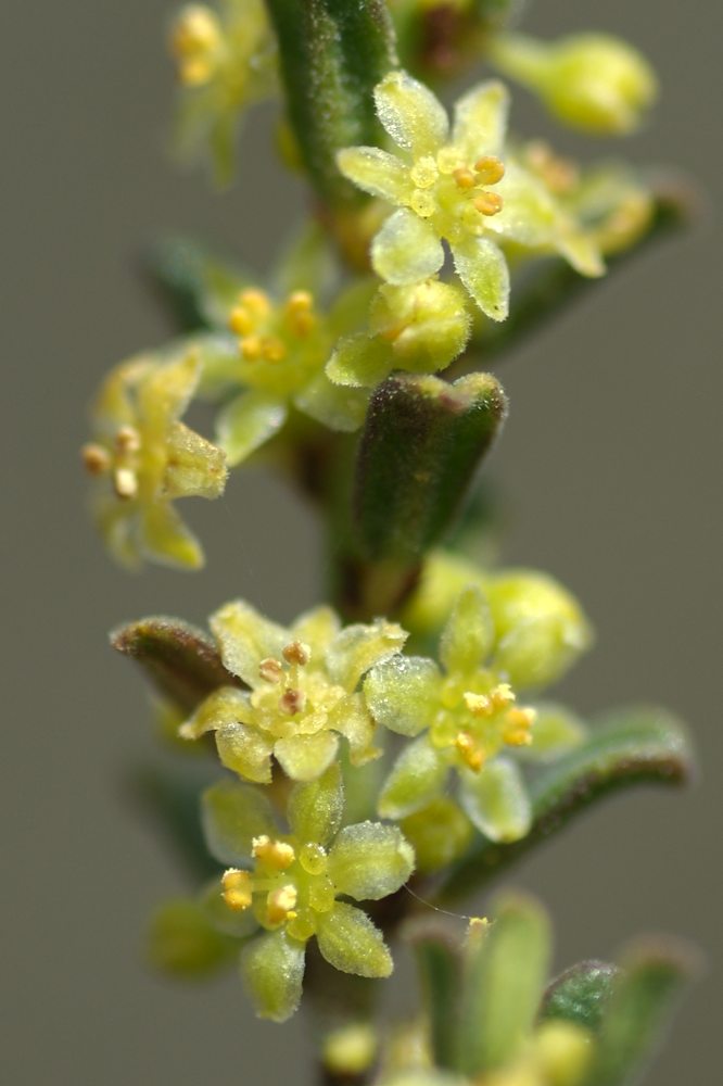 Phyllanthaceae Phyllanthus hirtellus