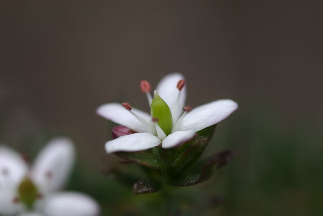 Pittosporaceae Rhytidosporum procumbens