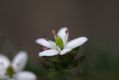 image of Rhytidosporum procumbens