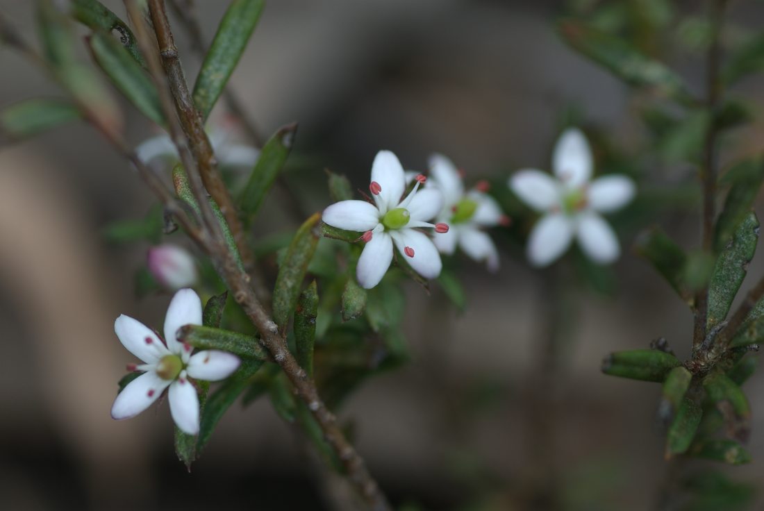 Pittosporaceae Rhytidosporum procumbens