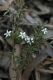 image of Rhytidosporum procumbens