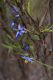 image of Stypandra glauca